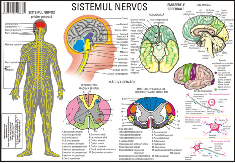 Muzic i Terapie Glanda Tiroid i Sistemul Nervos LUMIN PENTRU Muzic i Terapie Glanda Tiroid i Sistemul Nervos LUMIN PENTRU