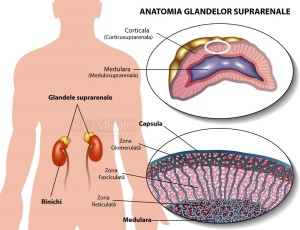 Suprarenalele