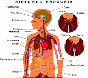Sistemul endocrin 3